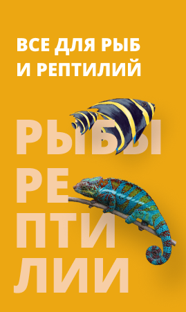 Рыбы, рептилии