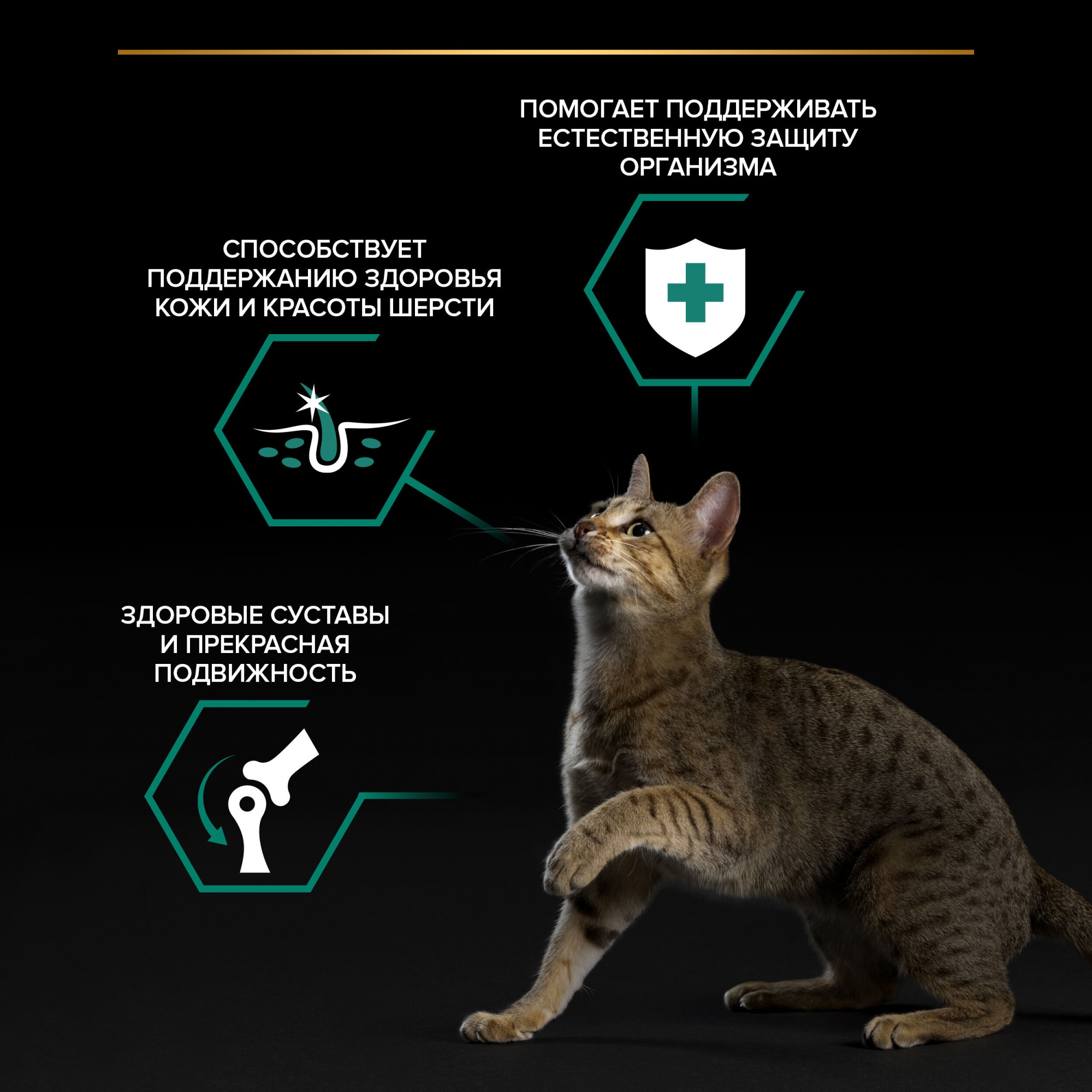 Влажный корм PRO PLAN Nutri Savour для кошек, кусочки, с ягненком, в желе, 85 г